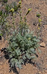 Artemisia scopulorum