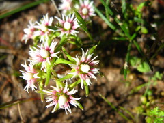 Eustegia minuta