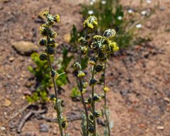 Artemisia scopulorum