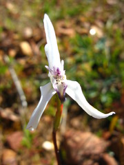 Disa biflora