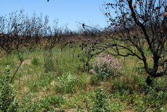 Podalyria variabilis