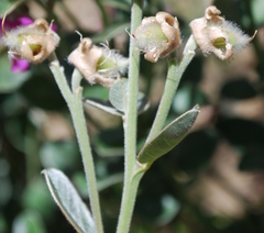 Podalyria variabilis