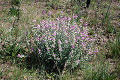 Podalyria variabilis