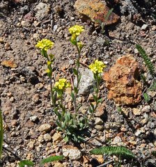 Draba aurea
