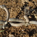 Anacampseros albissima - Photo (c) Gawie Malan, algunos derechos reservados (CC BY-NC), uploaded by Gawie Malan