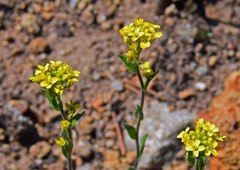 Draba aurea