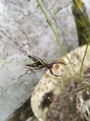 Micrathena pichincha