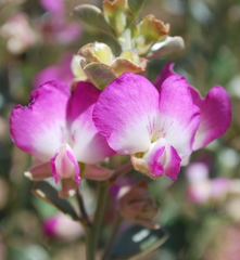 Podalyria variabilis