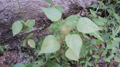 Acalypha alopecuroidea