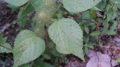 Acalypha alopecuroidea