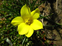 Moraea fugacissima