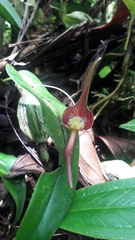 Pleurothallis ruberrima