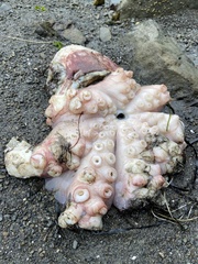 Enteroctopus