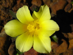 Moraea galaxia