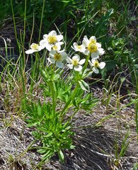 Anemonastrum zephyrum