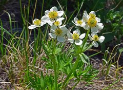 Anemonastrum zephyrum