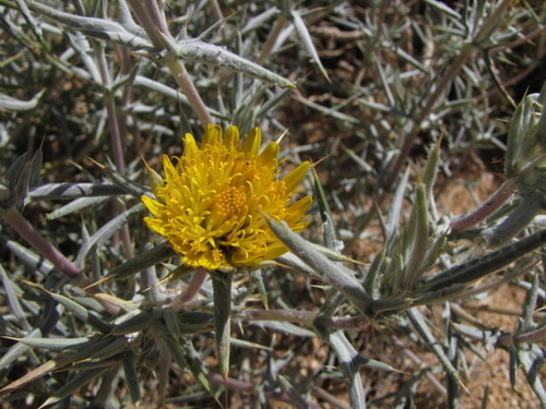 Roessleria gorterioides subsp. schinzii image