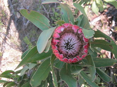 Protea obtusifolia