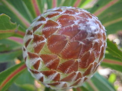 Protea obtusifolia