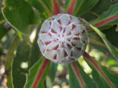 Protea obtusifolia