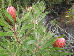 Protea susannae