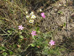 Dianthus borbasii