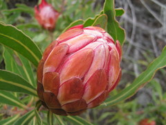 Protea susannae