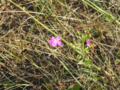 Dianthus borbasii