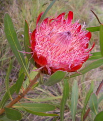 Protea susannae