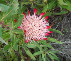 Protea susannae
