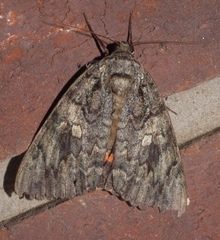 Catocala ilia-complex