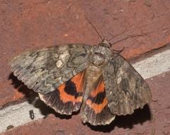 Catocala ilia-complex