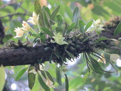 Bulbophyllum pectinatum