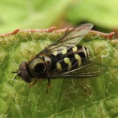 Dasysyrphus intrudens