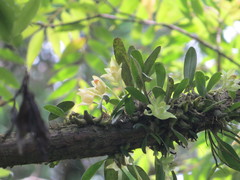 Bulbophyllum pectinatum