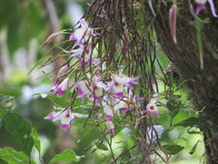 Dendrobium falconeri