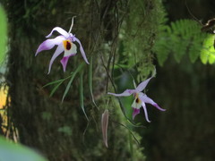 Dendrobium falconeri