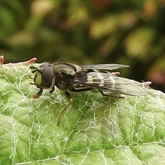 Dasysyrphus intrudens