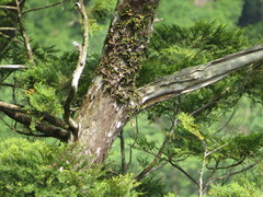 Dendrobium sanseiense