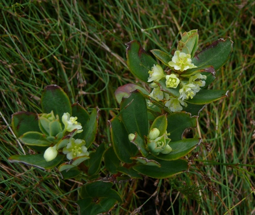 Broaf-leaved clutia (Clutia alaternoides)