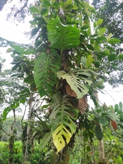 Monstera lechleriana