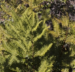 Sticherus cryptocarpus
