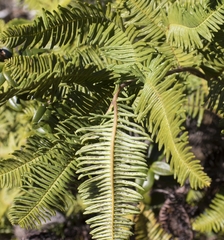 Sticherus cryptocarpus