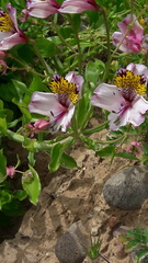 Alstroemeria magnifica