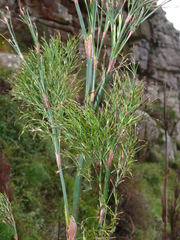 Restio quadratus