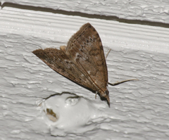 Udea inquinatalis