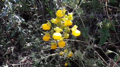 Calceolaria collina