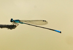 Acanthagrion quadratum