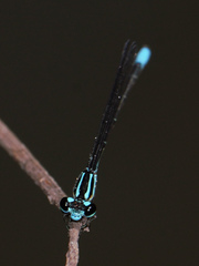 Acanthagrion quadratum