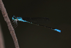 Acanthagrion quadratum